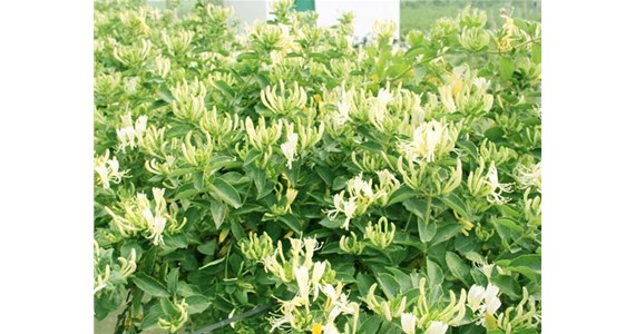 金銀花烘干機怎么使用才能烘干出上好的金銀花呢？